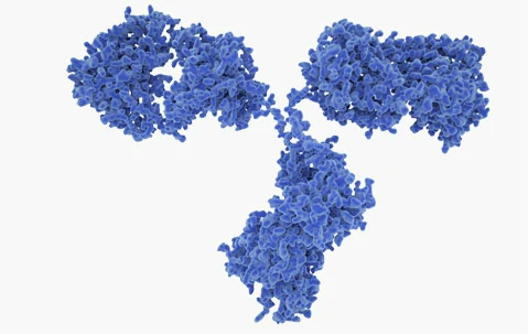 Flow Cytometry Antibodies